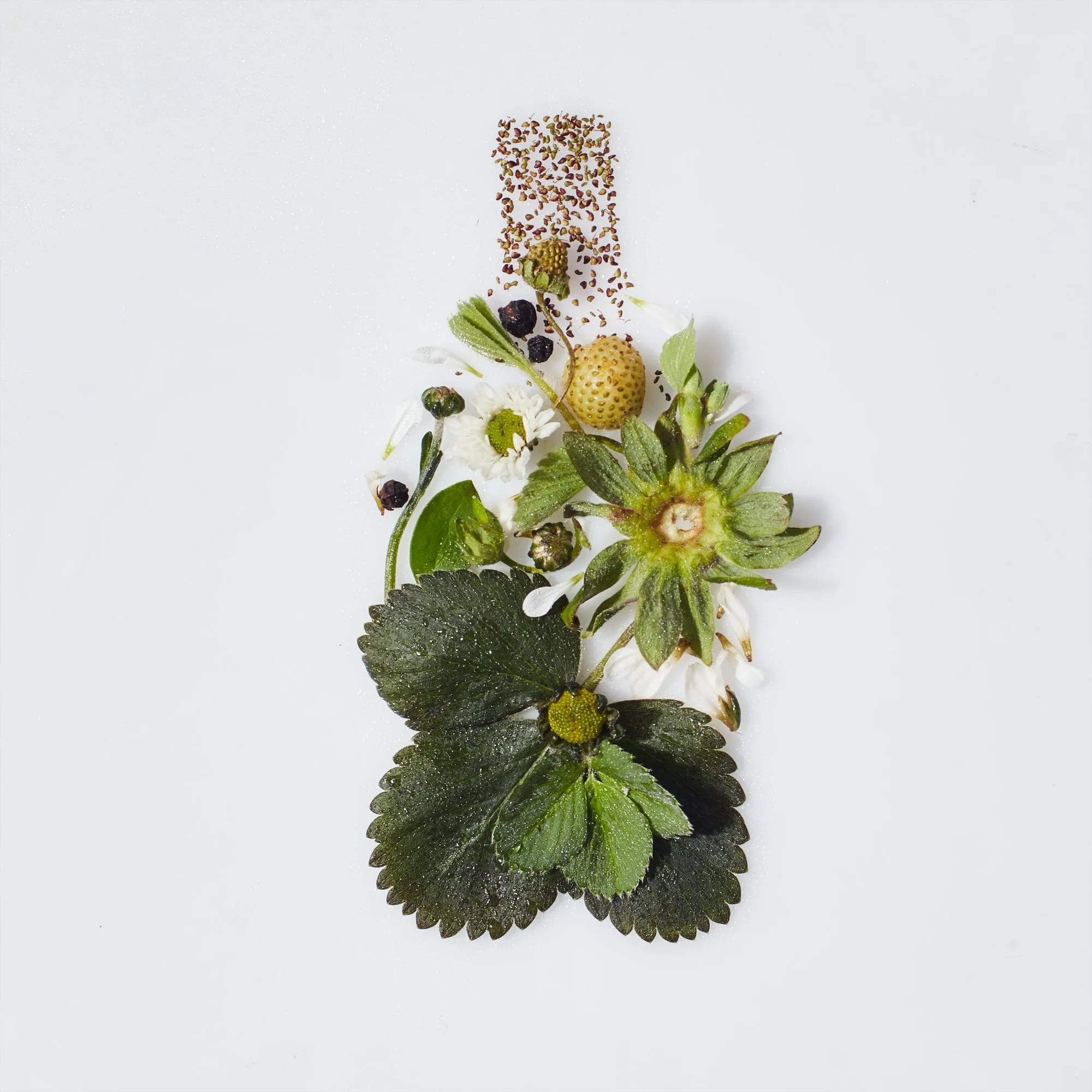 Strawberry (MALIN+GOETZ) Eau de Parfum